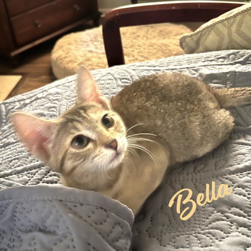 Bella #Heights-quintet, an adoptable Tabby in HOUSTON, TX
