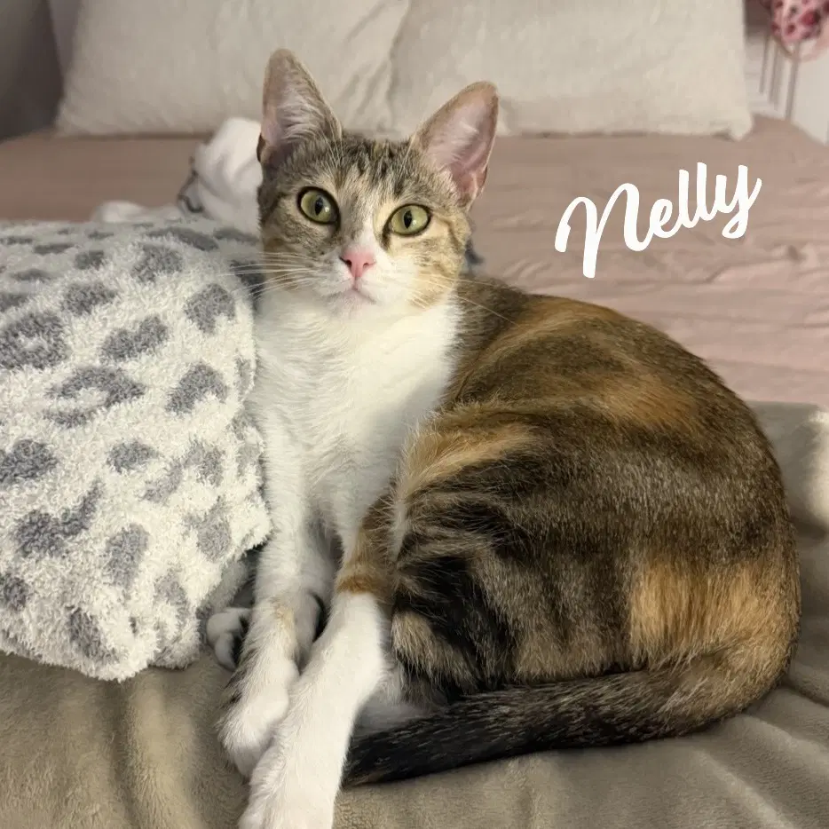 Nelly Pretty-Inside-Out - Calico