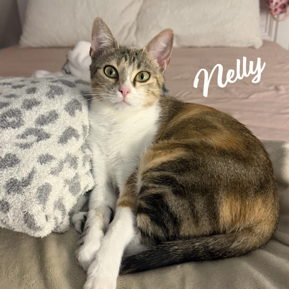 Nelly Pretty-Inside-Out