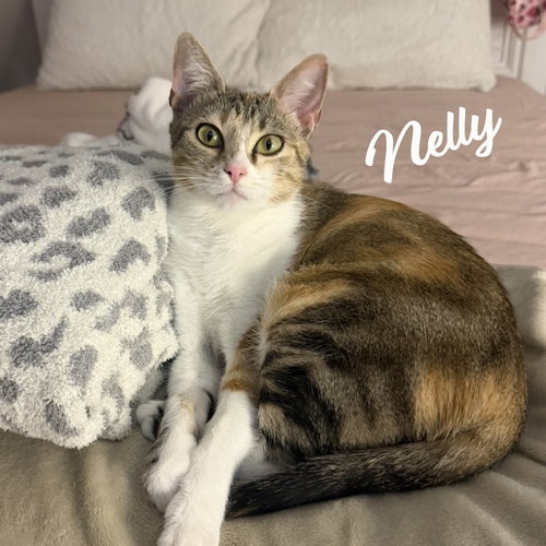 Nelly #pretty-inside-&-out, an adoptable Calico in HOUSTON, TX