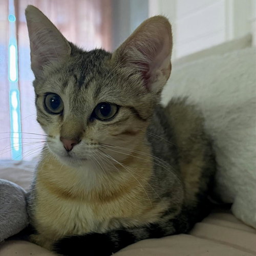 Lulu #Sister-Of-Nikki photo 3
