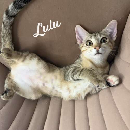Lulu #sister-of-Nikki, an adoptable Torbie in HOUSTON, TX
