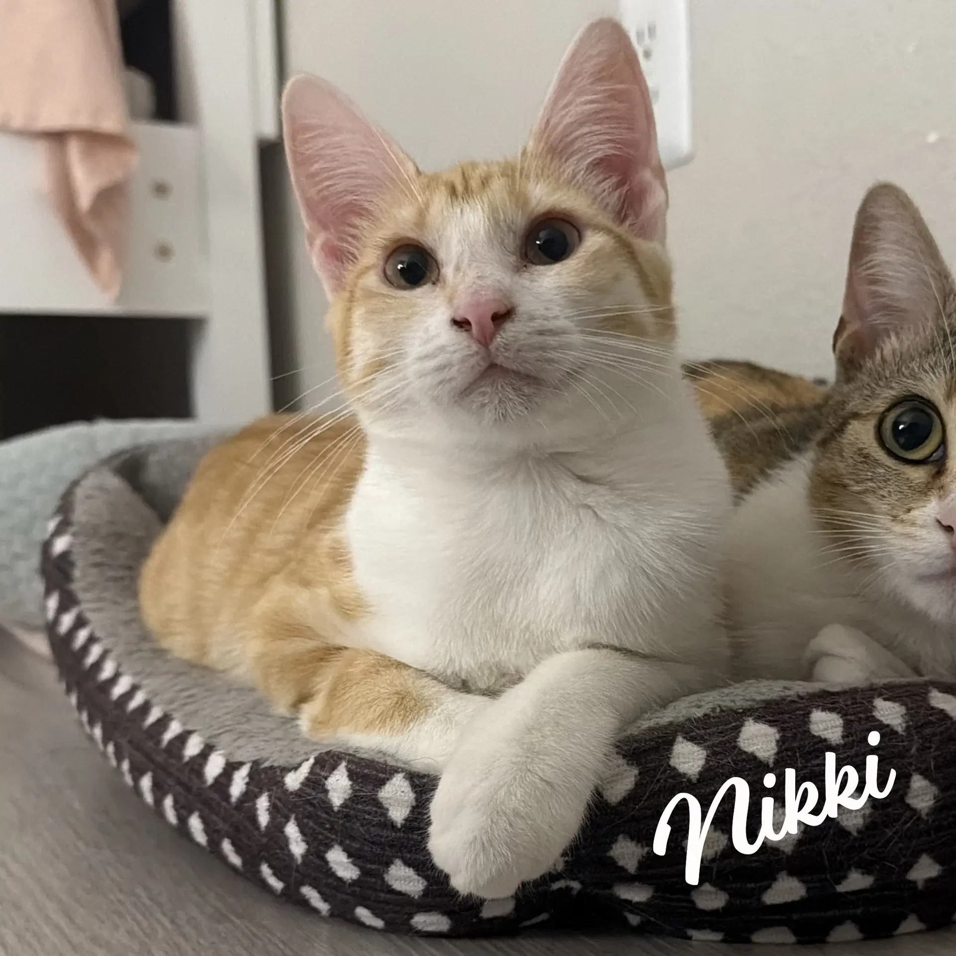 Nikki Sister-Of-Lulu - Bicolor