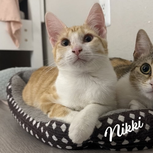Nikki #sister-of-Lulu, an adoptable Tabby in HOUSTON, TX