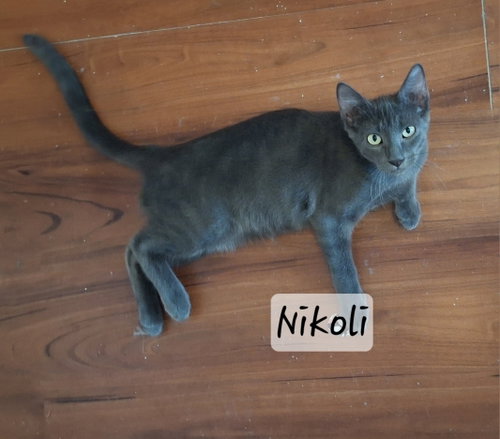 Nikoli #silver-shadow, an adoptable Russian Blue in HOUSTON, TX