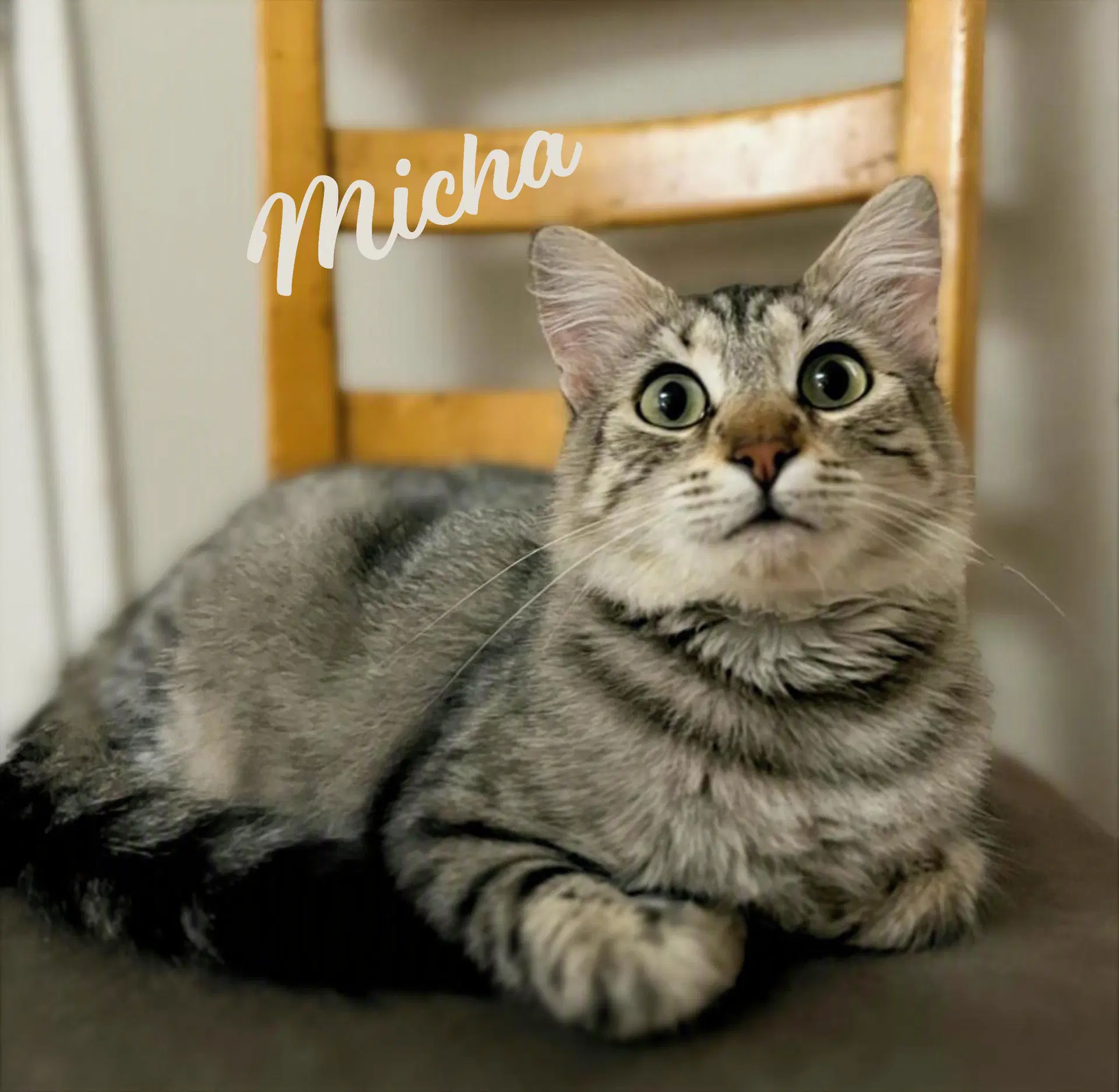 Micha Trusting-Loving - Maine Coon