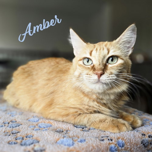 Amber #Fuego-Group