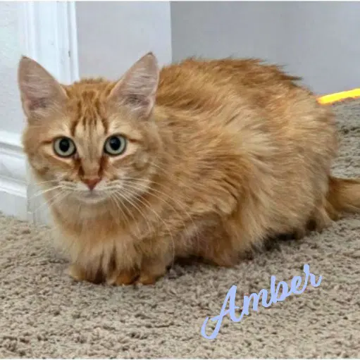Amber Fuego-Group - Maine Coon