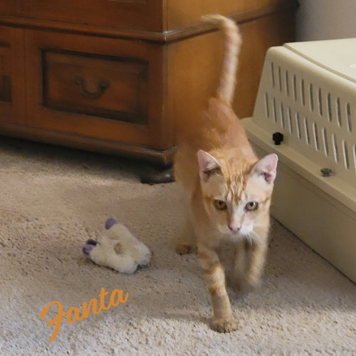 Fanta #fantastic, a cat for adoption from HOMELESS & ORPHANED PETS ENDEAVOR