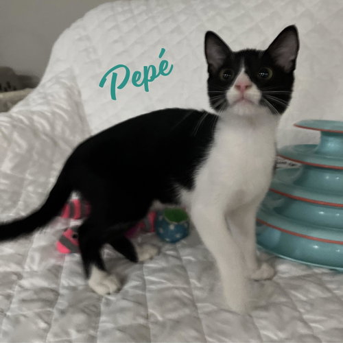 Pepé #Brother-Of-Peluchín