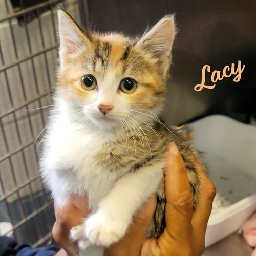 Lacy #Microwave-Box-Litter