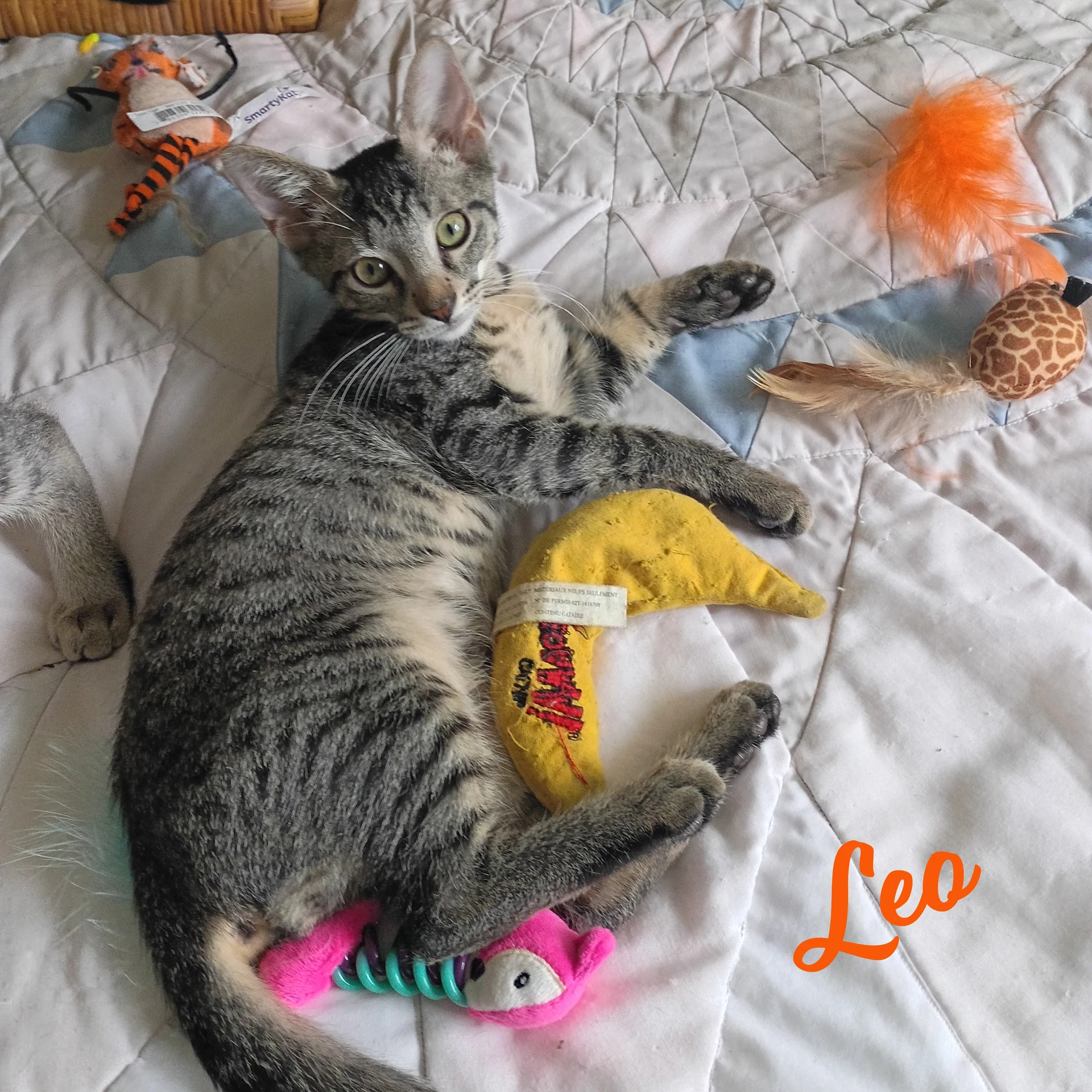Leo Tabby-Iv-Pack
