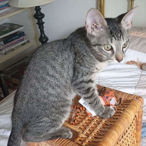 Photo 3 of Leo #tabby-IV-pack