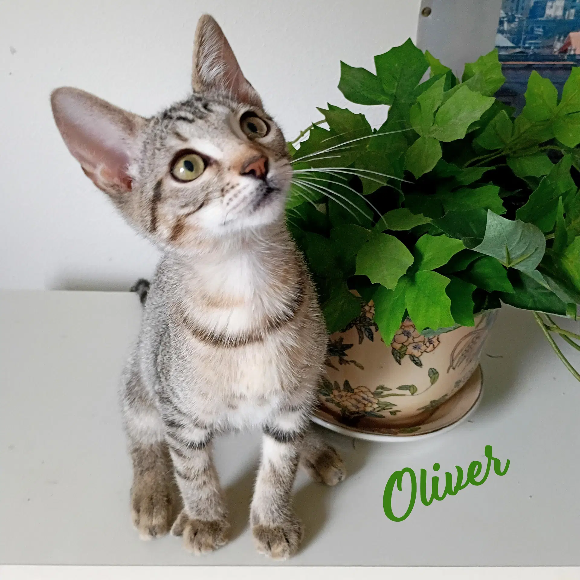 Oliver Tabby-Iv-Pack - Tabby