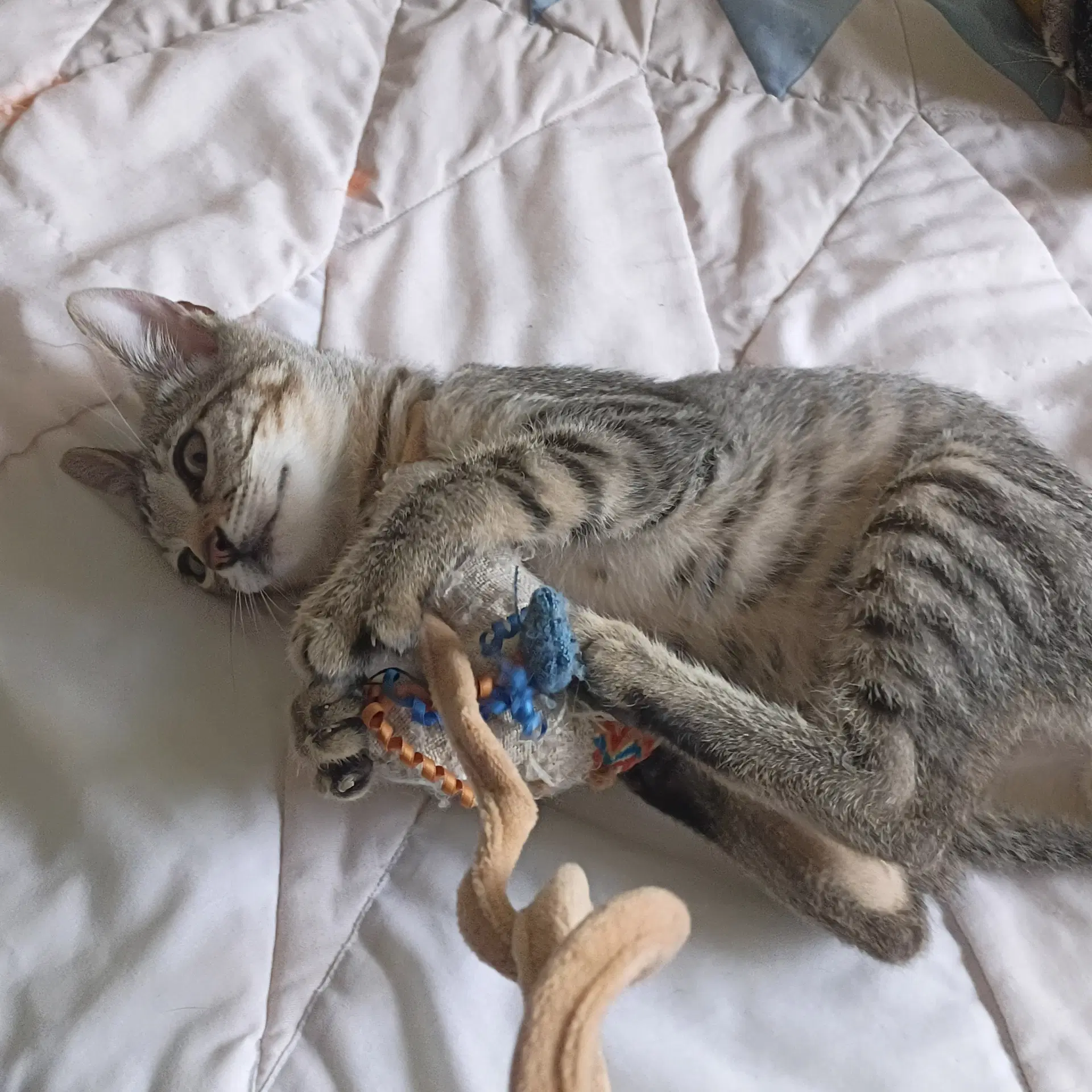 Oliver Tabby-Iv-Pack image 2
