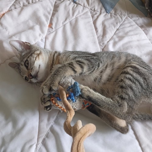 Photo 2 of Oliver #tabby-IV-pack
