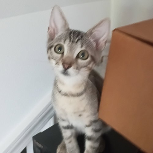 Photo 3 of Oliver #tabby-IV-pack