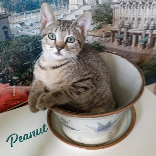 Peanut #tabby-IV-pack, a cat for adoption from HOMELESS & ORPHANED PETS ENDEAVOR
