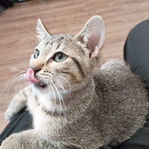Photo 2 of Peanut #tabby-IV-pack