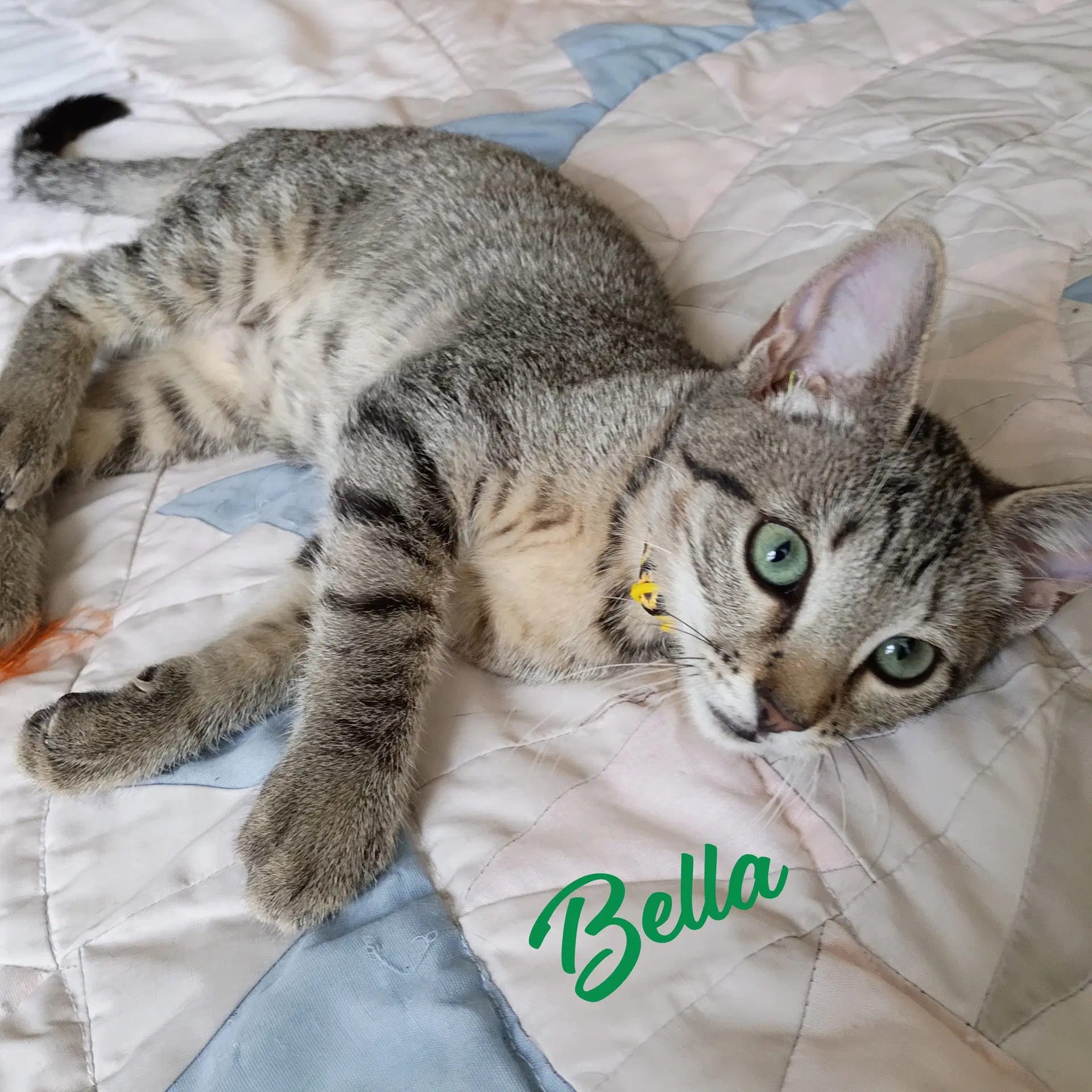Bella Tabby-Iv-Pack image 1