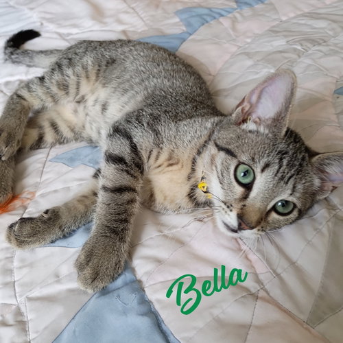 Bella #tabby-IV-pack, a cat for adoption from HOMELESS & ORPHANED PETS ENDEAVOR