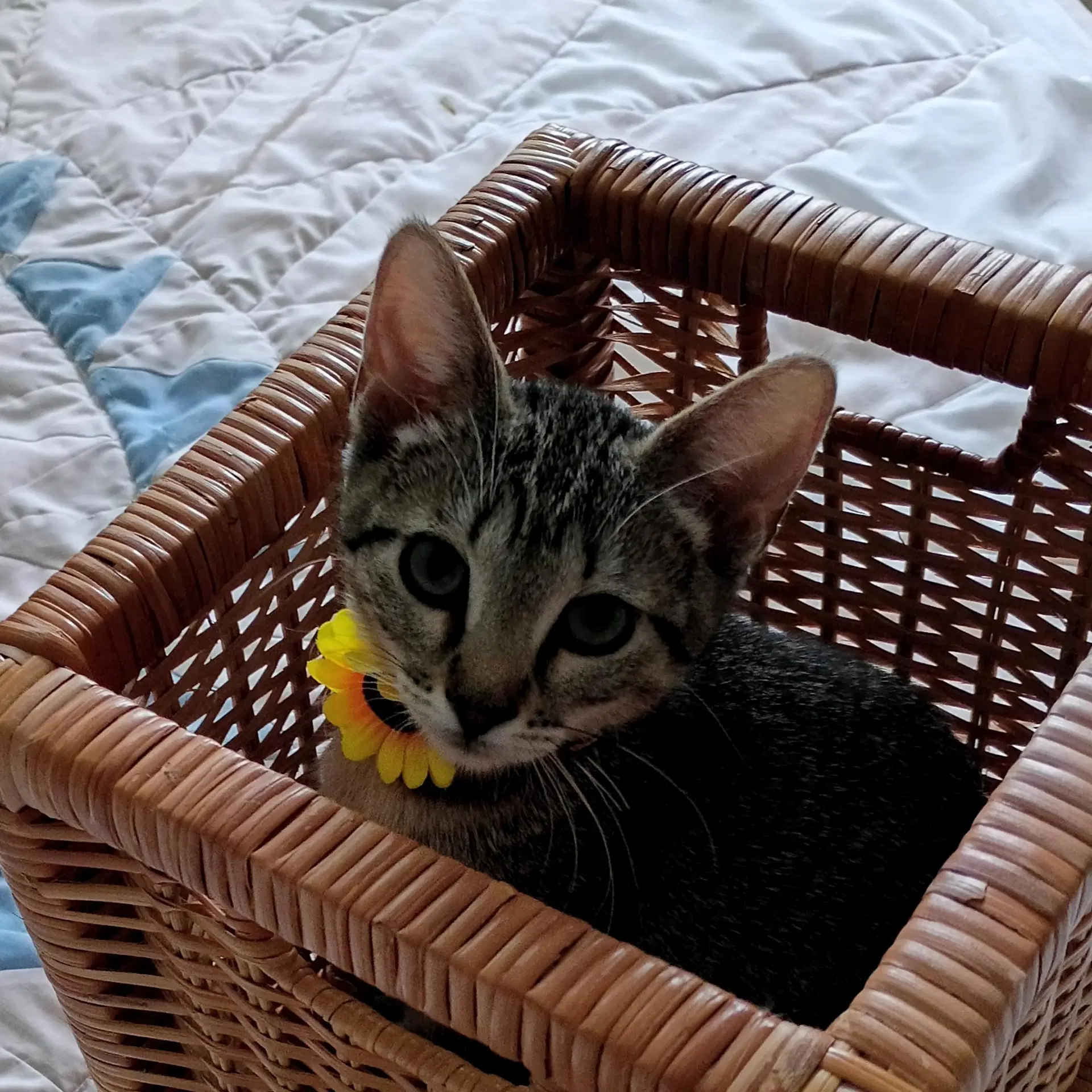 Bella Tabby-Iv-Pack image 2