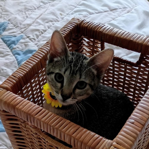 Photo 2 of Bella #tabby-IV-pack