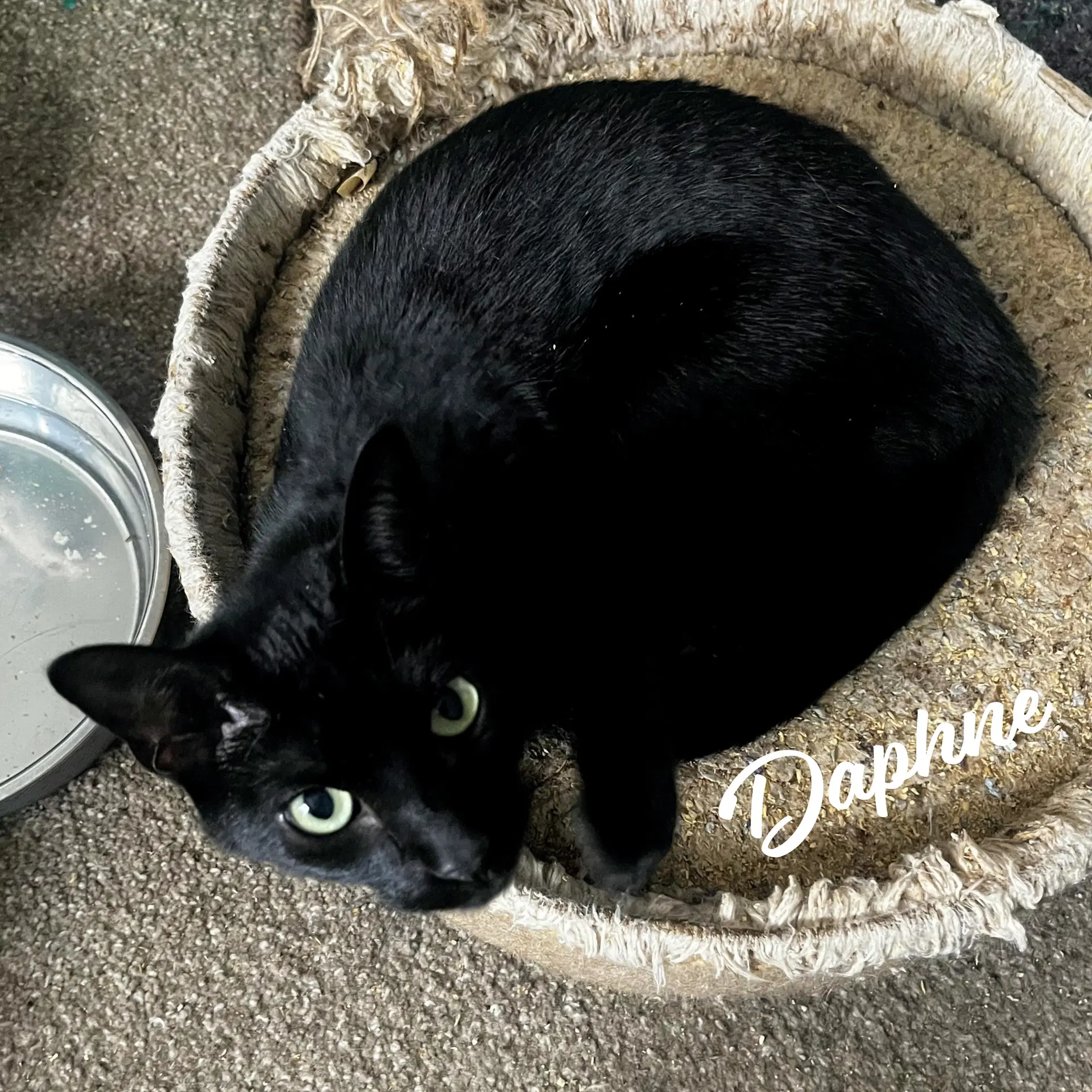 Daphne Sister-Of-Velma - Bombay