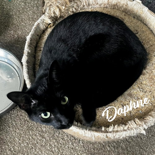 Daphne Blake #sister-of-Velma, a cat for adoption from HOMELESS & ORPHANED PETS ENDEAVOR