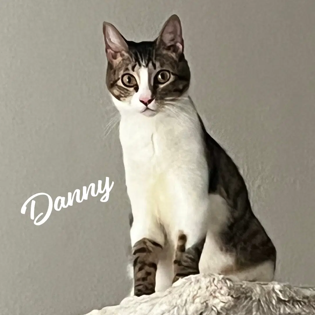 Danny Lovable-Scamp - Tabby