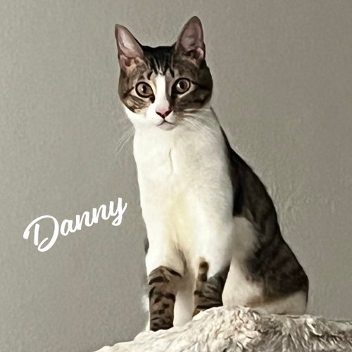 Danny #lovable-scamp, a cat for adoption from HOMELESS & ORPHANED PETS ENDEAVOR