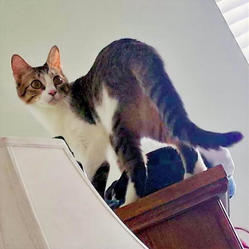 Photo 4 of Danny #lovable-scamp