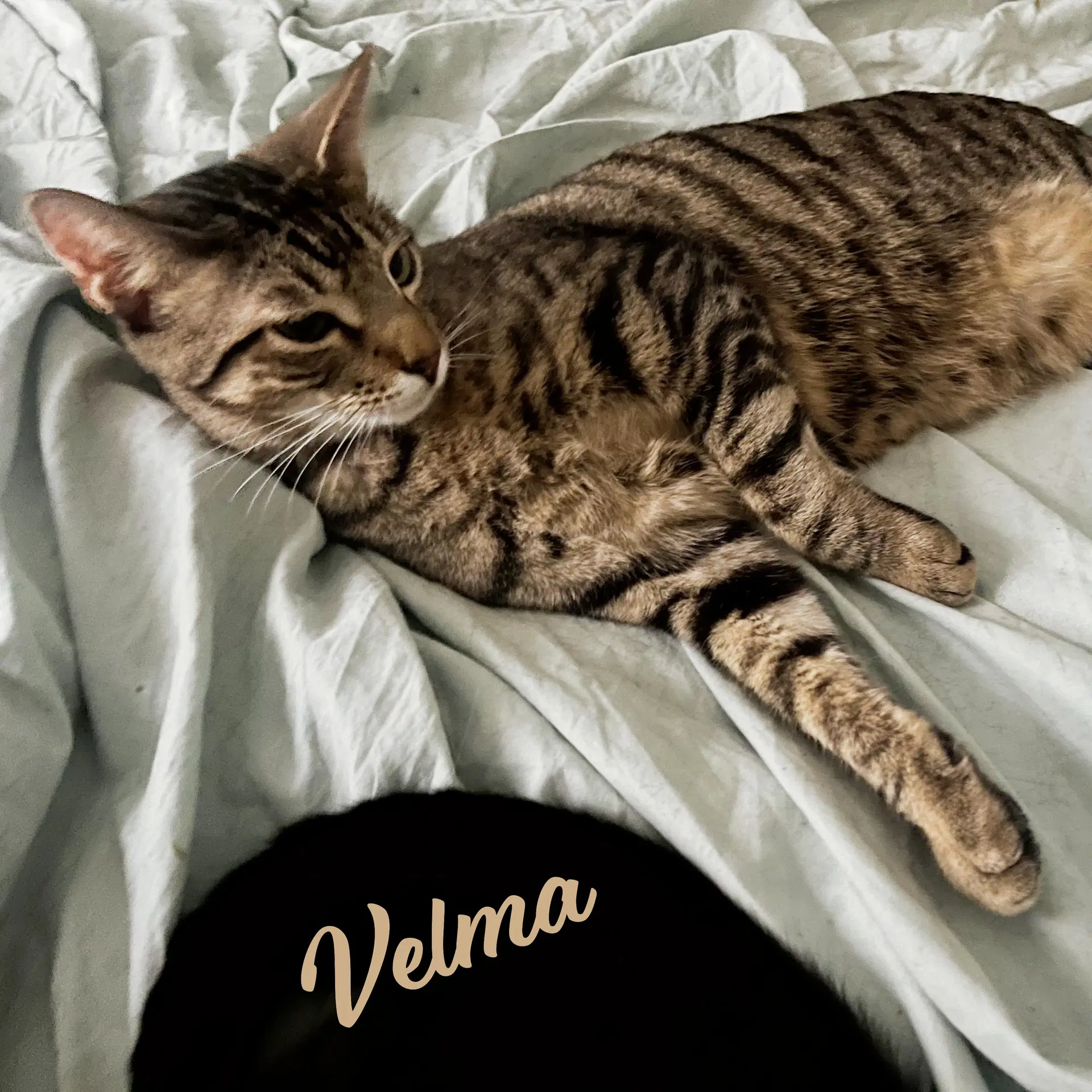 Velma Dinkley Sister-Of-Daphne - Tabby