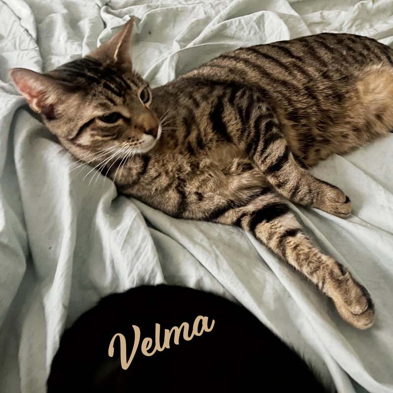 Velma Dinkley, photo 8
