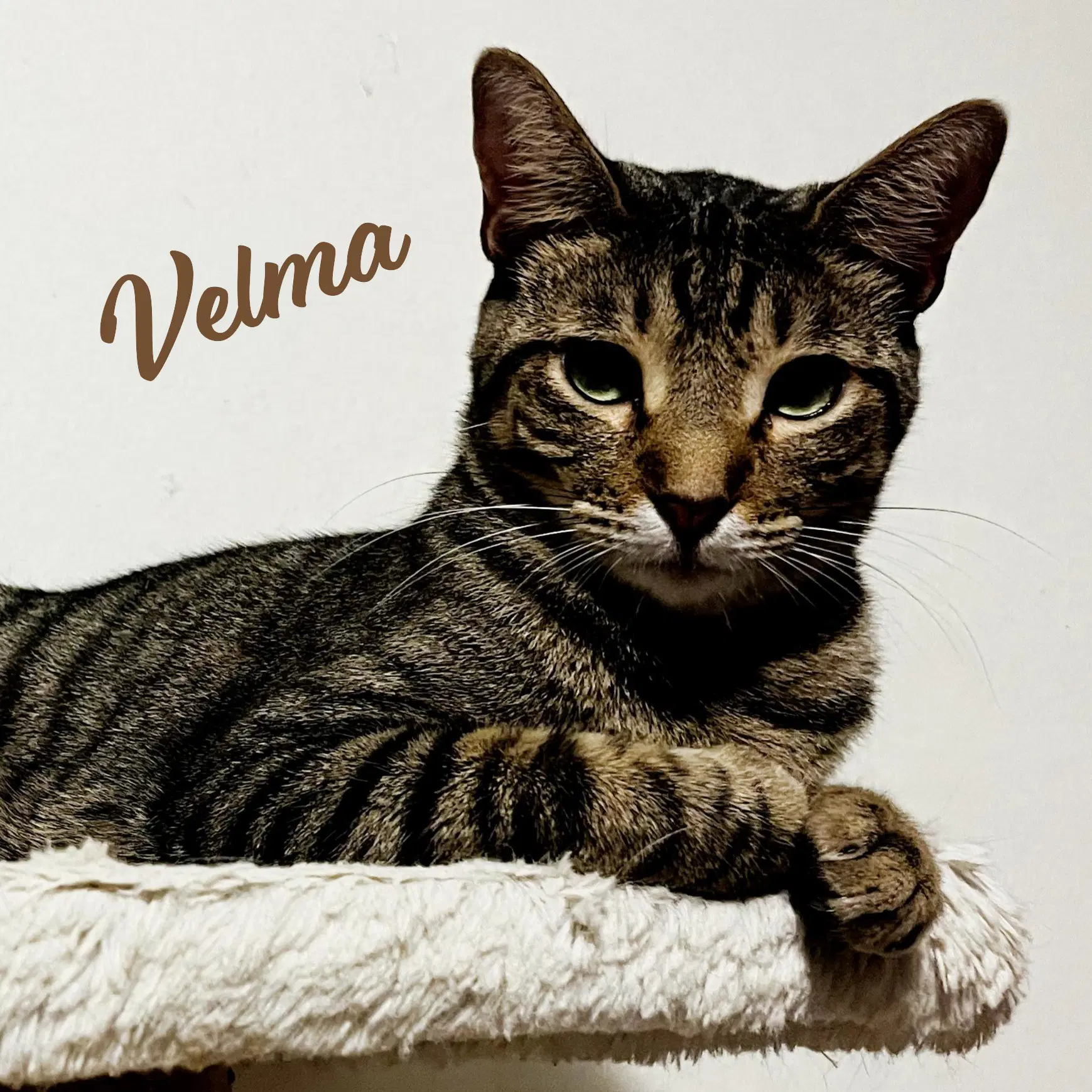 Velma Dinkley Sister-Of-Daphne - Tabby