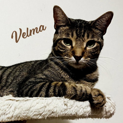 Velma Dinkley #sister-of-Daphne, a cat for adoption from HOMELESS & ORPHANED PETS ENDEAVOR