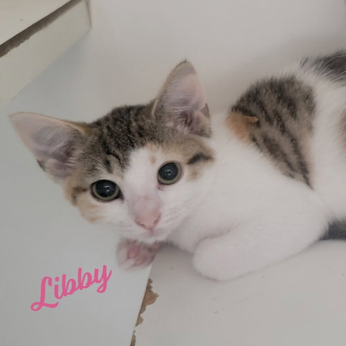 Libby #Microwave-Box-Litter