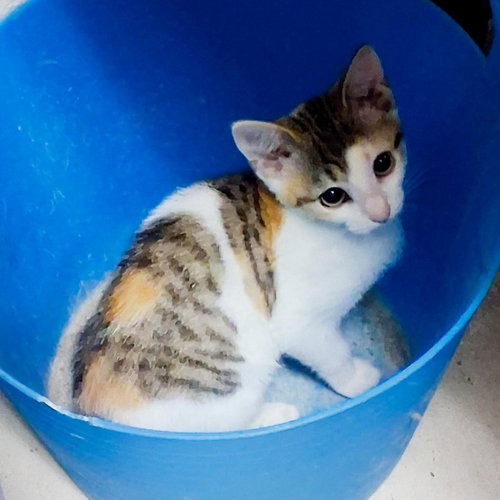 Libby #Microwave-Box-Litter photo 2