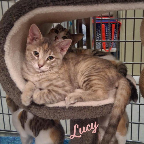 Lucy #microwave-box-litter, an adoptable Dilute Tortoiseshell in HOUSTON, TX