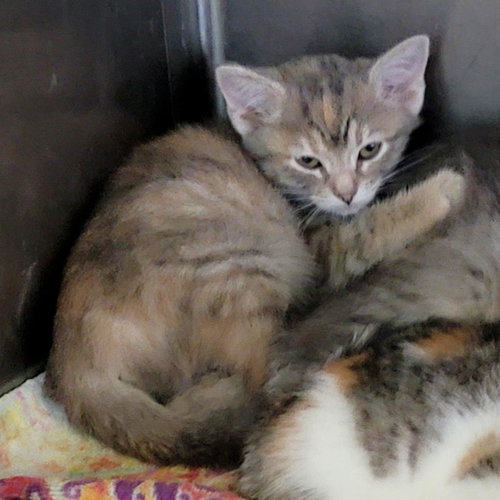 Lucy #Microwave-Box-Litter photo 4