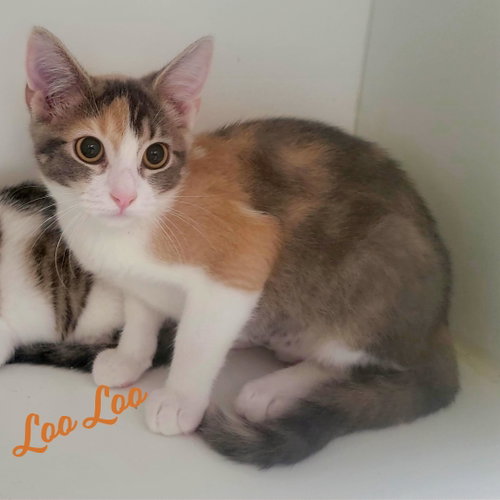 Loo Loo #microwave-box-litter
