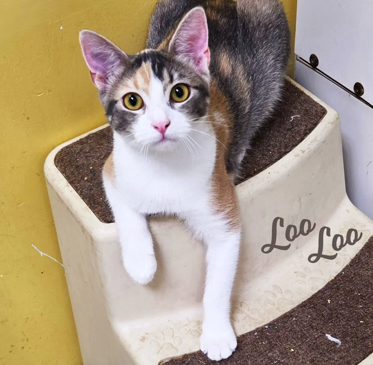 Loo Loo Microwave-Box-Litter - Dilute Calico