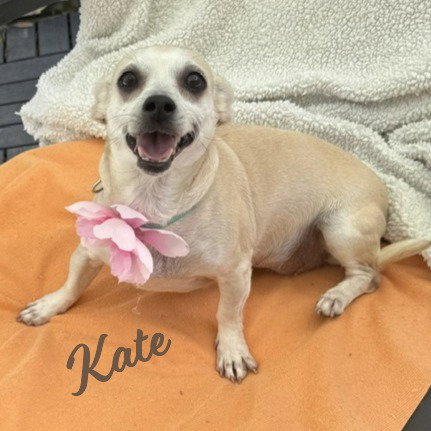 Kate #bestie-of-Kathy, a dog for adoption from HOMELESS & ORPHANED PETS ENDEAVOR