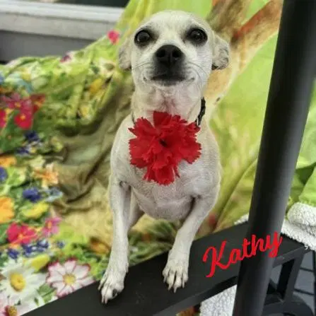 Kathy Bestie-Of-Kate - Chihuahua