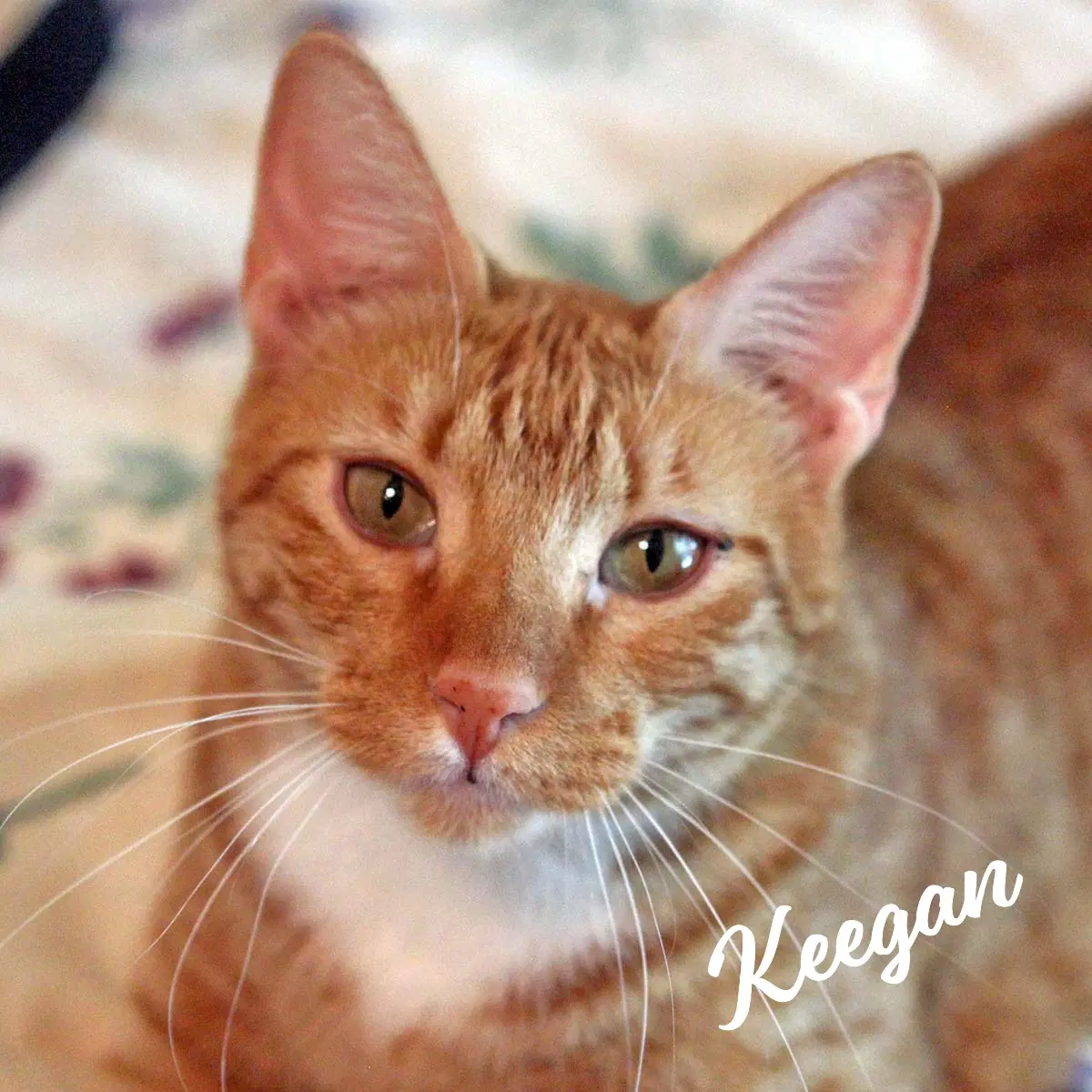 Keegan Easy-To-Love - Tabby