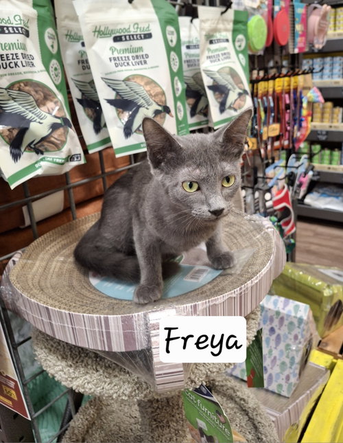 Freya #Little-Helper
