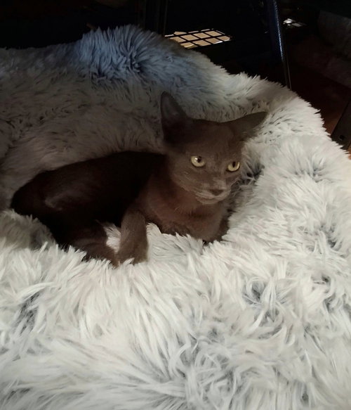 Freya #Little-Helper photo 2