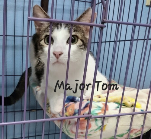 Major Tom #Missioncommanfer