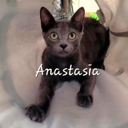 Anastasia #Sun-Seeker