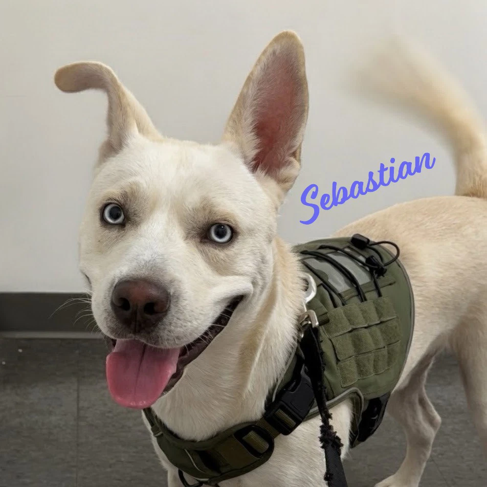 Sebastian Adventure-Ready